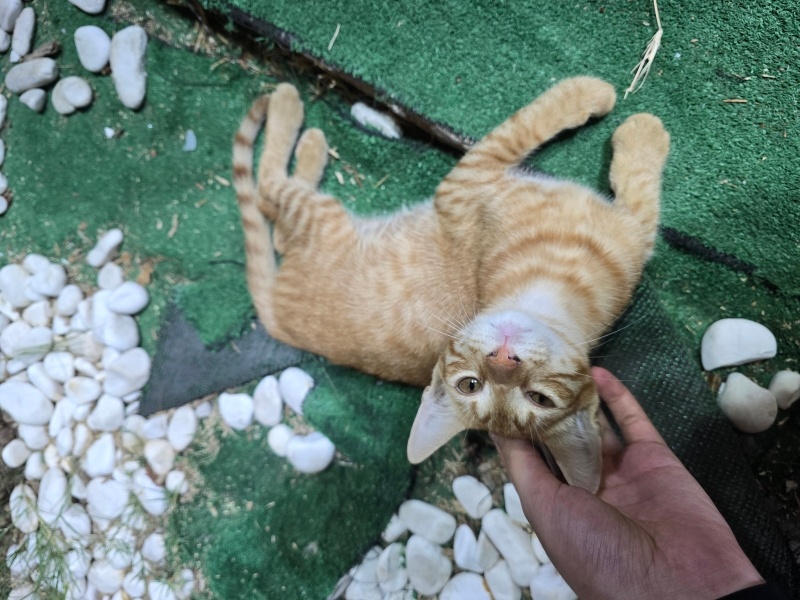 Tekir Kedi, Kedi Büdü fotoğrafı