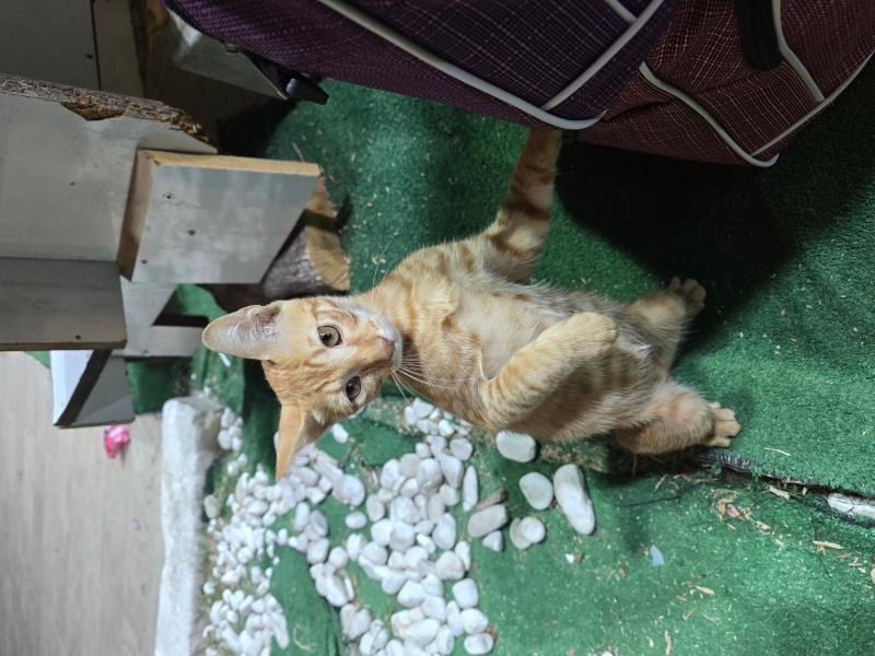 Tekir Kedi, Kedi Büdü fotoğrafı