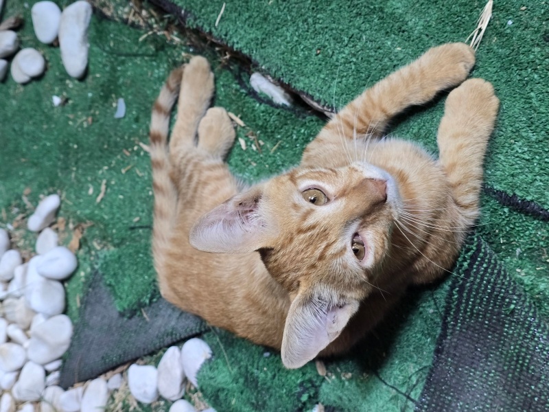 Tekir Kedi, Kedi Büdü fotoğrafı