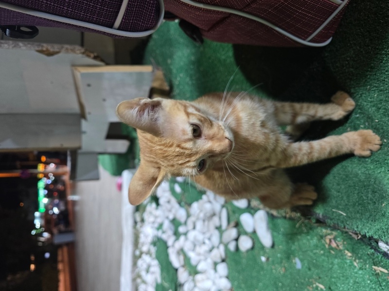 Tekir Kedi, Kedi Büdü fotoğrafı