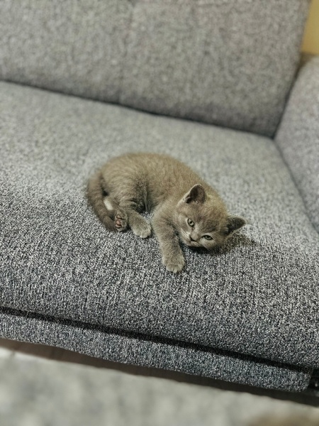 British Shorthair, Kedi  Duman fotoğrafı