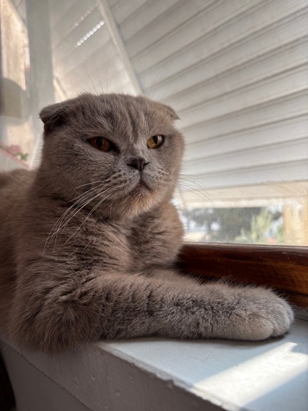 Scottish Fold, Kedi Maya fotoğrafı