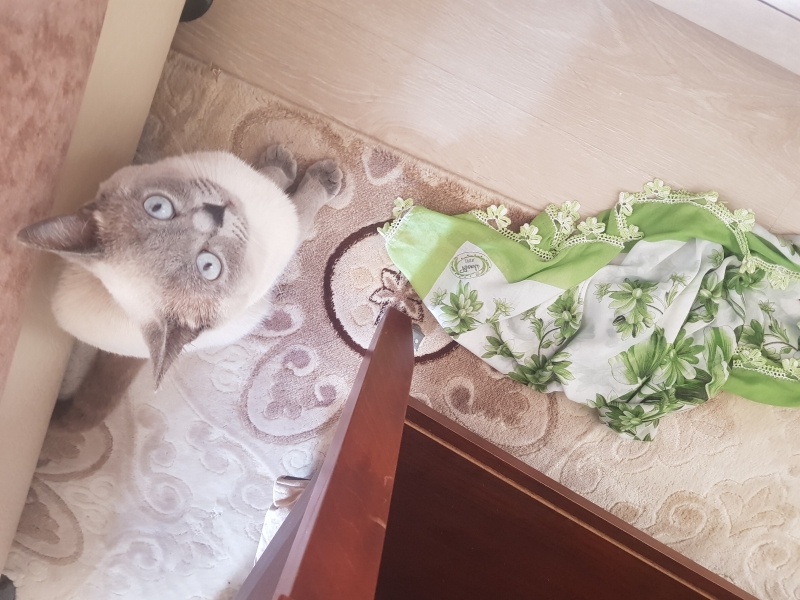 Siyam Kedisi, Kedi  Bulut fotoğrafı