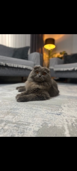 Scottish Fold, Kedi Butsche(buçe) fotoğrafı