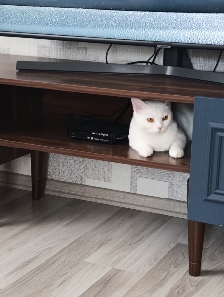 British Shorthair, Kedi Deriko fotoğrafı