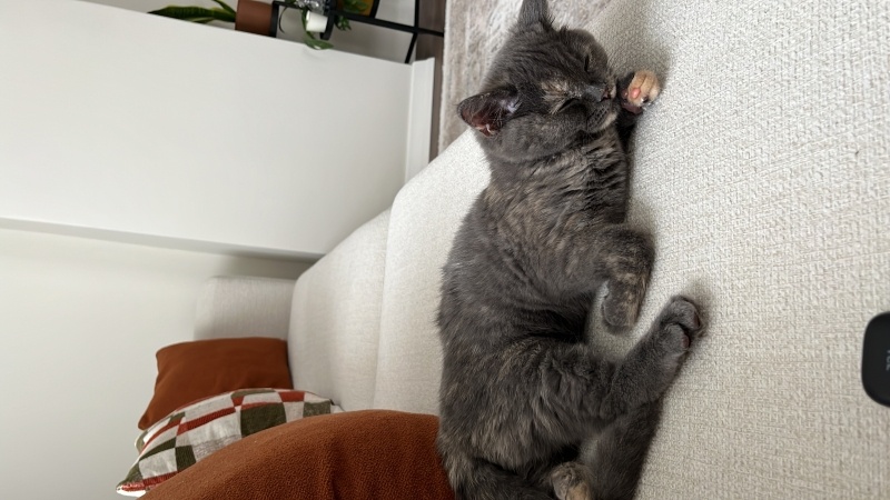 British Longhair, Kedi İSOT fotoğrafı