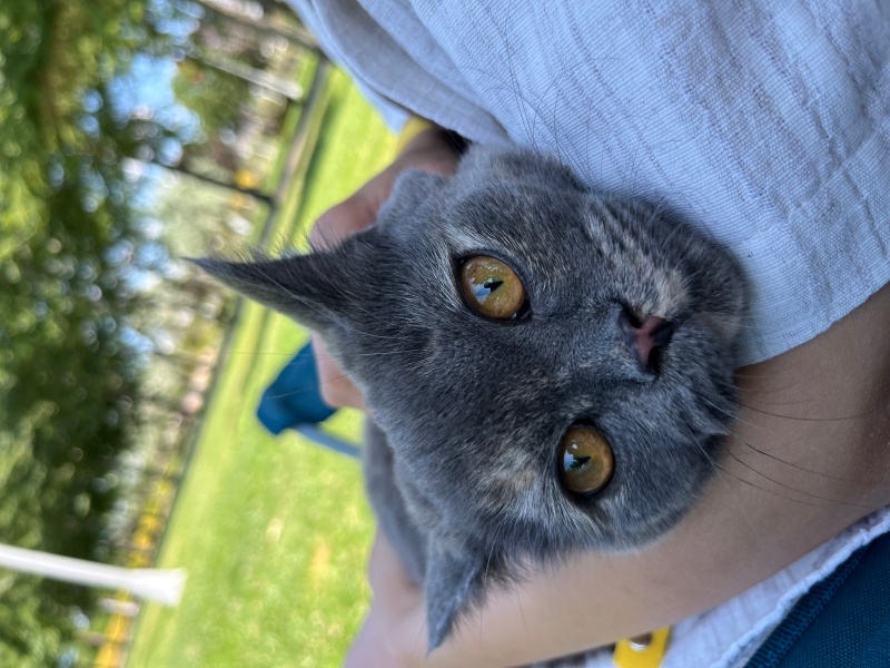 British Longhair, Kedi İSOT fotoğrafı