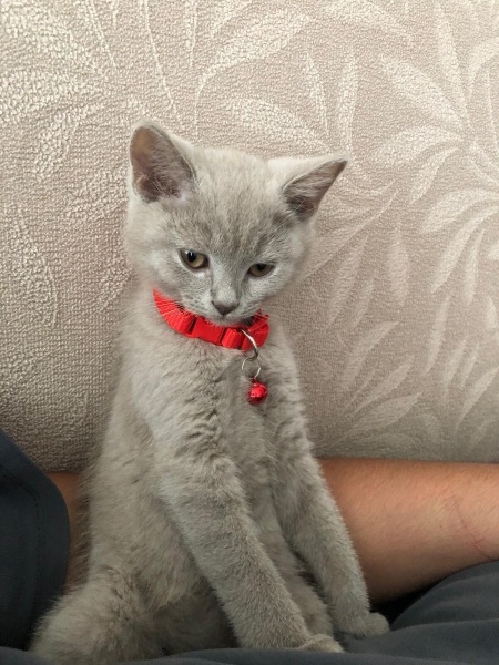 British Longhair, Kedi Mani fotoğrafı