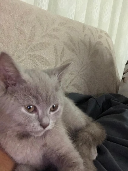 British Longhair, Kedi Mani fotoğrafı