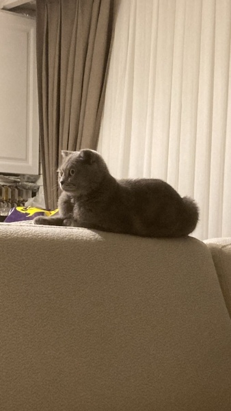 Scottish Fold, Kedi  Gümüş fotoğrafı
