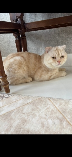 Scottish Fold, Kedi  Paşa fotoğrafı