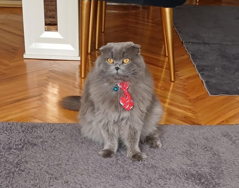 Scottish Fold, Kedi ares fotoğrafı