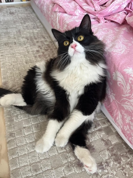 Tuxedo (Smokin) Kedi, Kedi Eyşan fotoğrafı