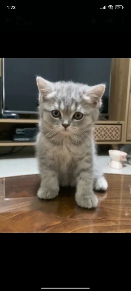 Scottish Fold, Kedi İsimsiz fotoğrafı