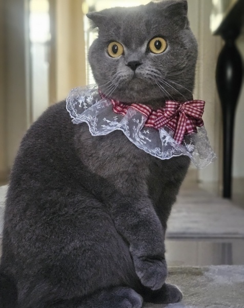 Scottish Fold, Kedi  Duman fotoğrafı