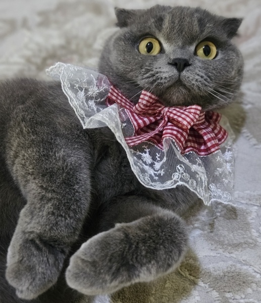 Scottish Fold, Kedi  Duman fotoğrafı