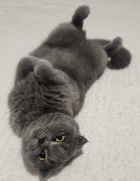 Scottish Fold, Kedi  Duman fotoğrafı