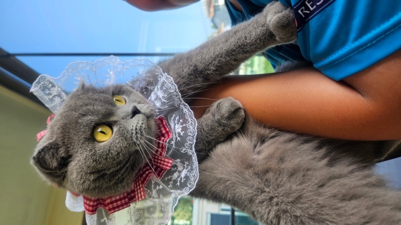 Scottish Fold, Kedi  Duman fotoğrafı