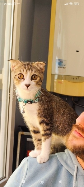 Scottish Fold, Kedi Asil fotoğrafı