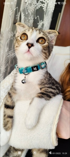 Scottish Fold, Kedi Asil fotoğrafı
