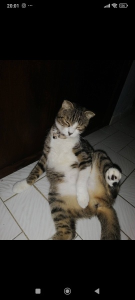Scottish Fold, Kedi Asil fotoğrafı