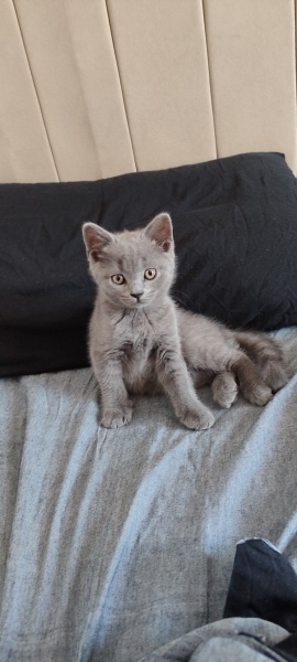 British Shorthair, Kedi Lucy fotoğrafı