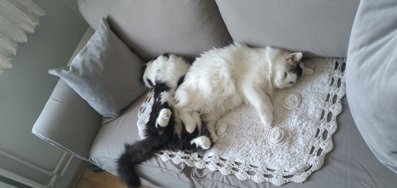 Tekir Kedi, Kedi  Nohut,pelo,ponçik,safiş,şeker,boncuk,ares ve gölge fotoğrafı