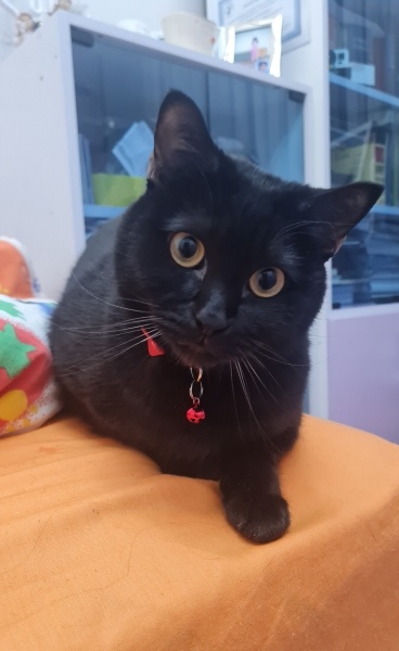 Scottish Fold, Kedi Hermes fotoğrafı