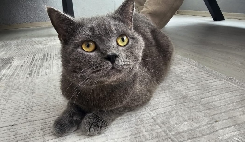 Scottish Fold, Kedi Yaman fotoğrafı