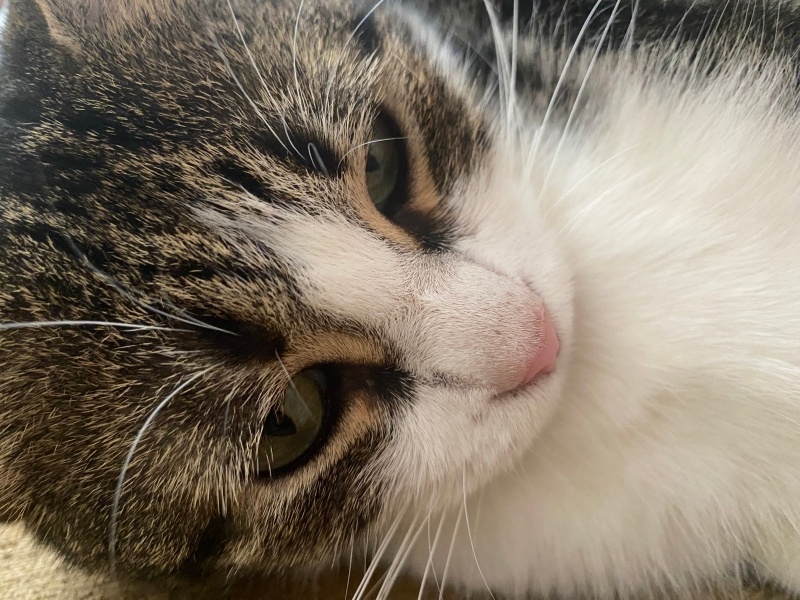 Tekir Kedi, Kedi  Boncuk fotoğrafı