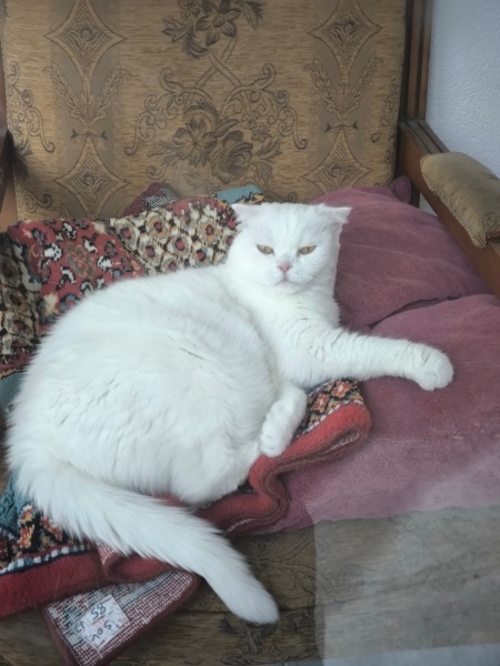 Scottish Fold, Kedi ÇİLE fotoğrafı