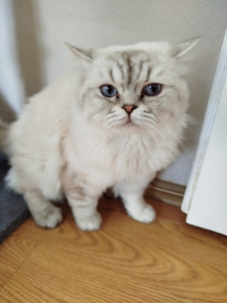 British Shorthair, Kedi Miskin fotoğrafı