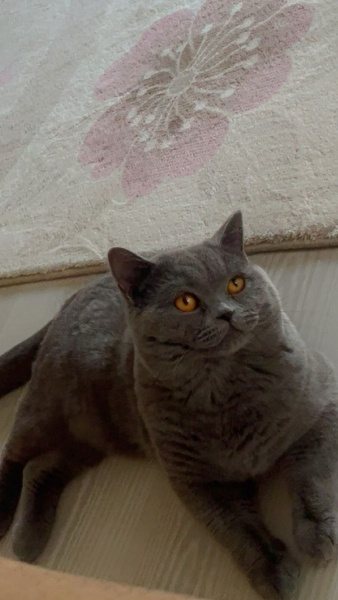British Shorthair, Kedi  Boncuk fotoğrafı