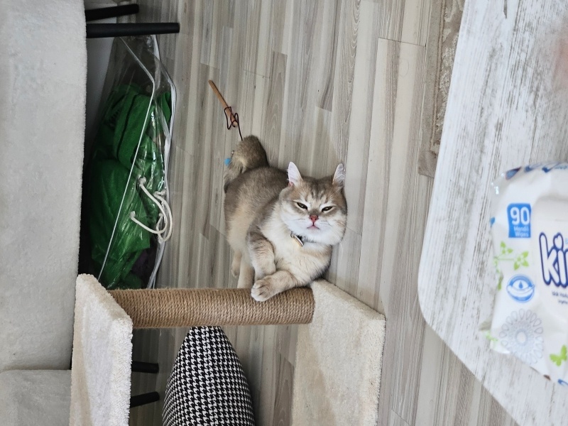 British Shorthair, Kedi  Zeus fotoğrafı