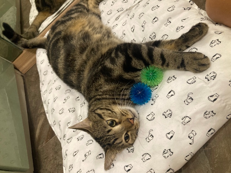 Tekir Kedi, Kedi Beemo fotoğrafı