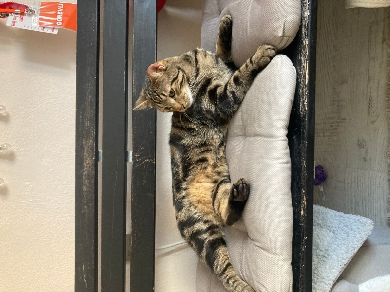 Tekir Kedi, Kedi Beemo fotoğrafı