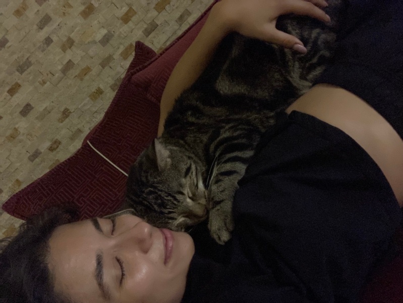 Tekir Kedi, Kedi Beemo fotoğrafı