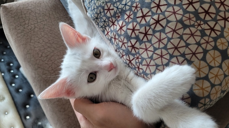 Tekir Kedi, Kedi  Bulut fotoğrafı