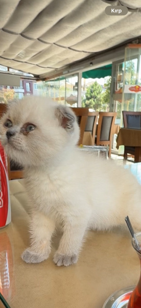 Scottish Fold, Kedi Lia fotoğrafı