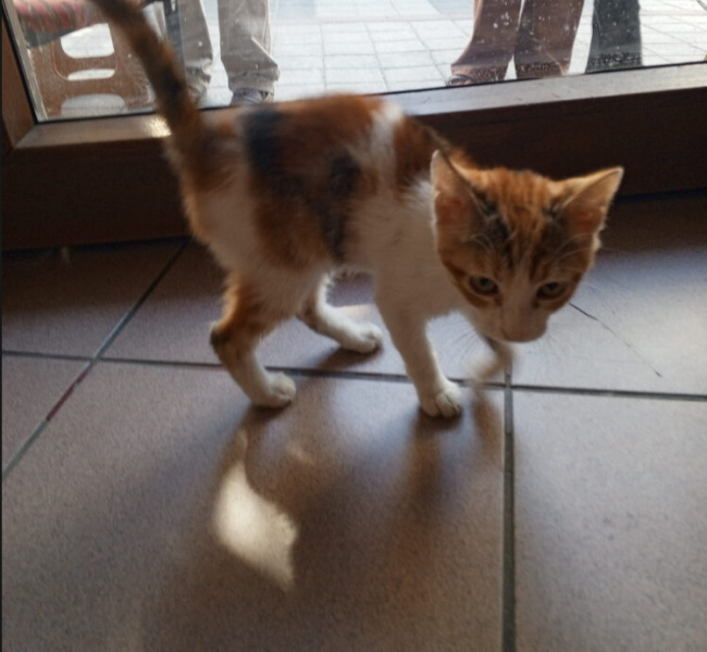 Tekir Kedi, Kedi  Limon fotoğrafı