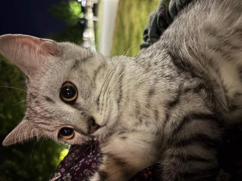 British Shorthair, Kedi Lokum fotoğrafı