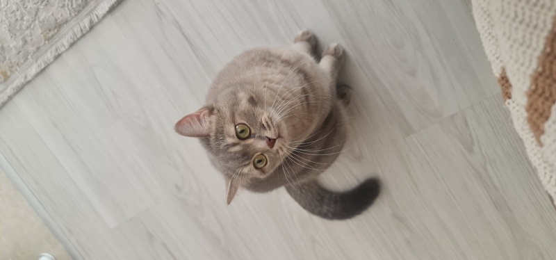 British Shorthair, Kedi  Minnos fotoğrafı