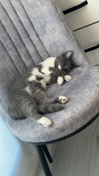 British Shorthair, Kedi Şirin fotoğrafı