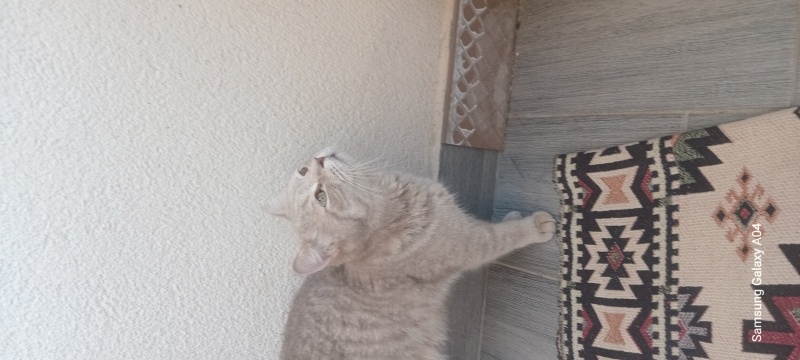 American Shorthair, Kedi  Duman fotoğrafı