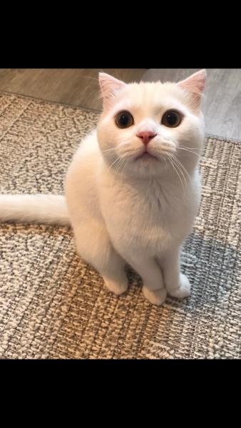 Scottish Fold, Kedi  Pamuk fotoğrafı