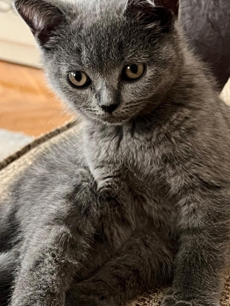 British Shorthair, Kedi Beybi fotoğrafı