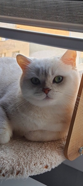 British Shorthair, Kedi  Pamuk fotoğrafı