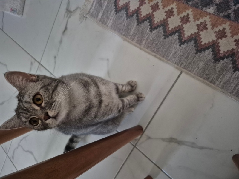 British Shorthair, Kedi Meera fotoğrafı