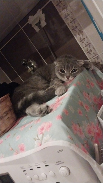 Scottish Fold, Kedi reçel fotoğrafı