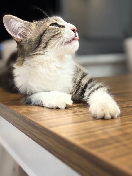 Tekir Kedi, Kedi Nazar fotoğrafı